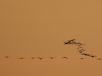 2016-05-08 21h00m00 - Kraanvogels bij zonsondergang - Jan van Kleef